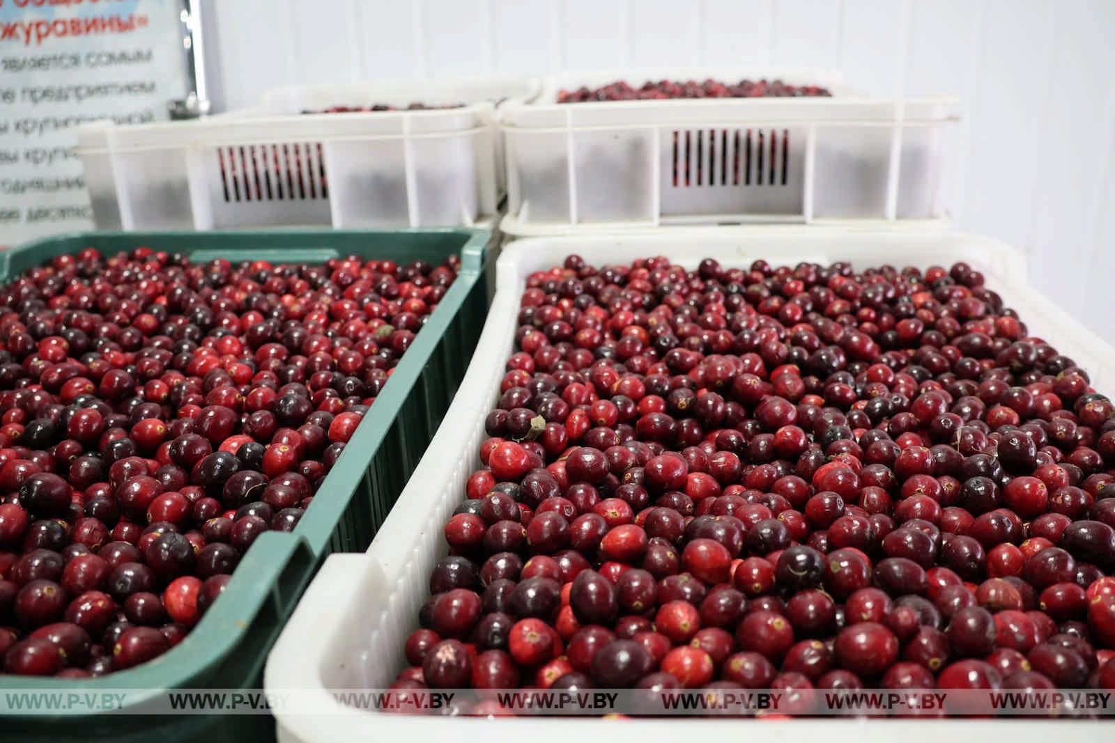 Полесская мозаика: как блогеры открывали для себя Пинщину