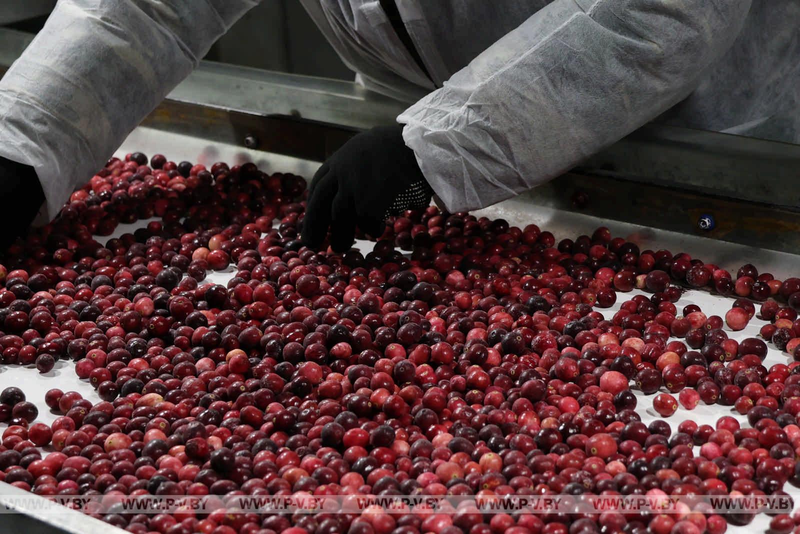 Полесская мозаика: как блогеры открывали для себя Пинщину