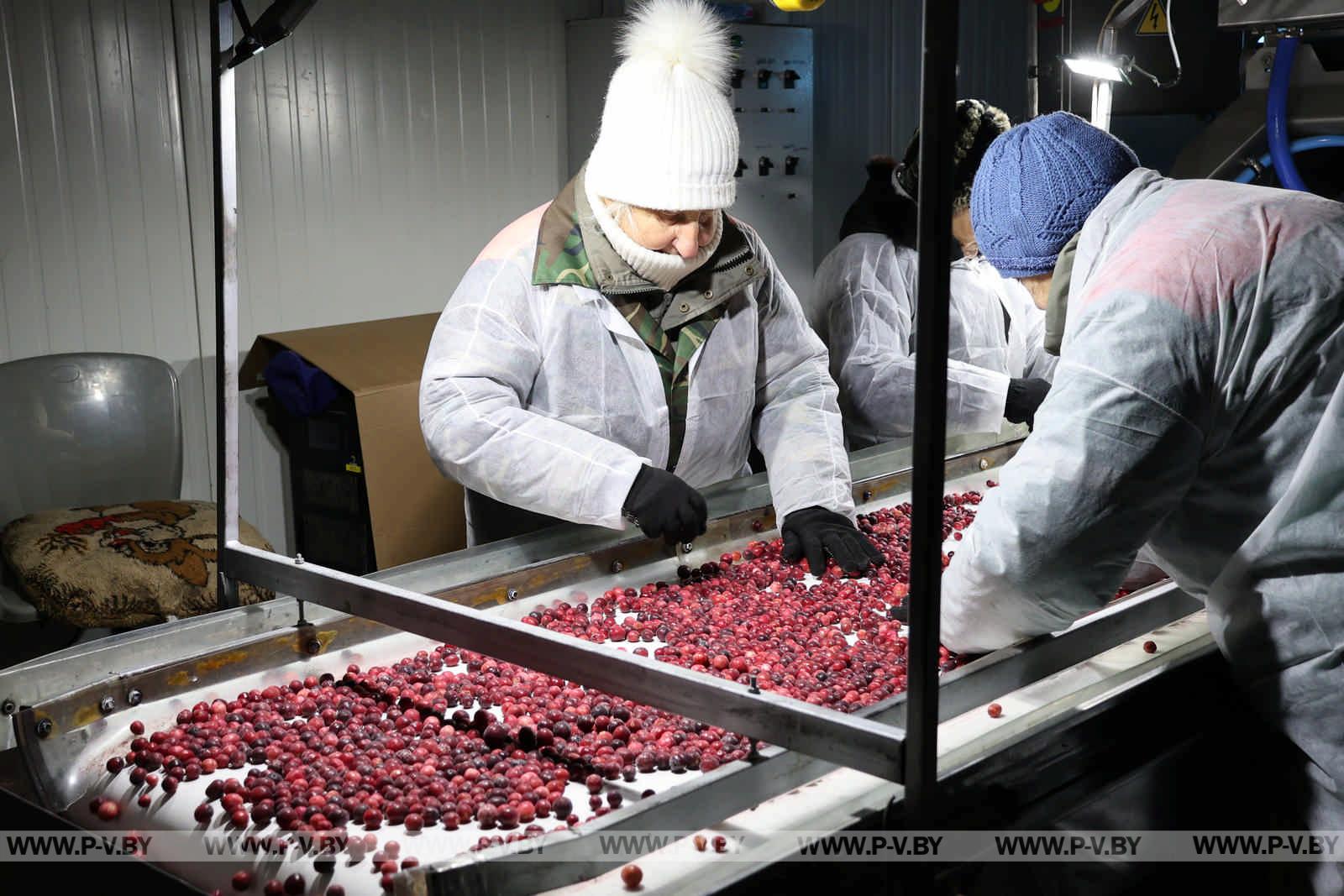 Полесская мозаика: как блогеры открывали для себя Пинщину