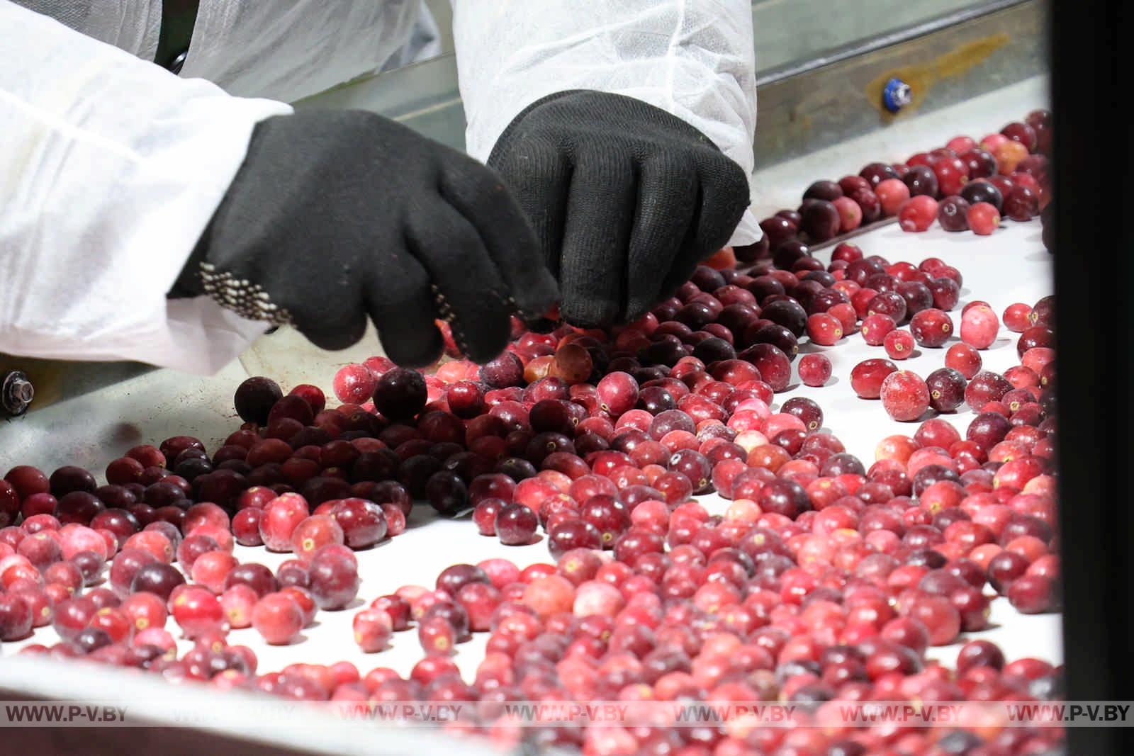 Полесская мозаика: как блогеры открывали для себя Пинщину