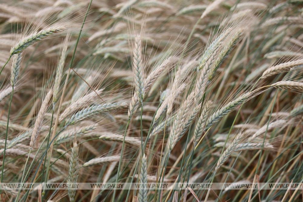 В Пинском районе подводят итоги аграрного сезона-2025: цифры и факты