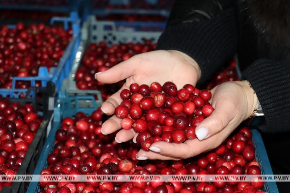 В Пинском районе подводят итоги аграрного сезона-2025: цифры и факты