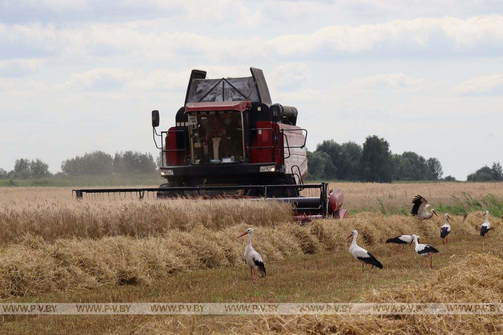 В Пинском районе подводят итоги аграрного сезона-2025: цифры и факты