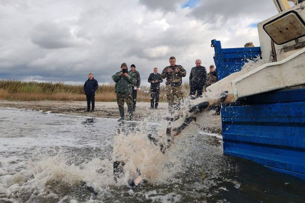 Выпущено свыше 19 тонн рыбы во время осеннего зарыбления водоемов в Беларуси