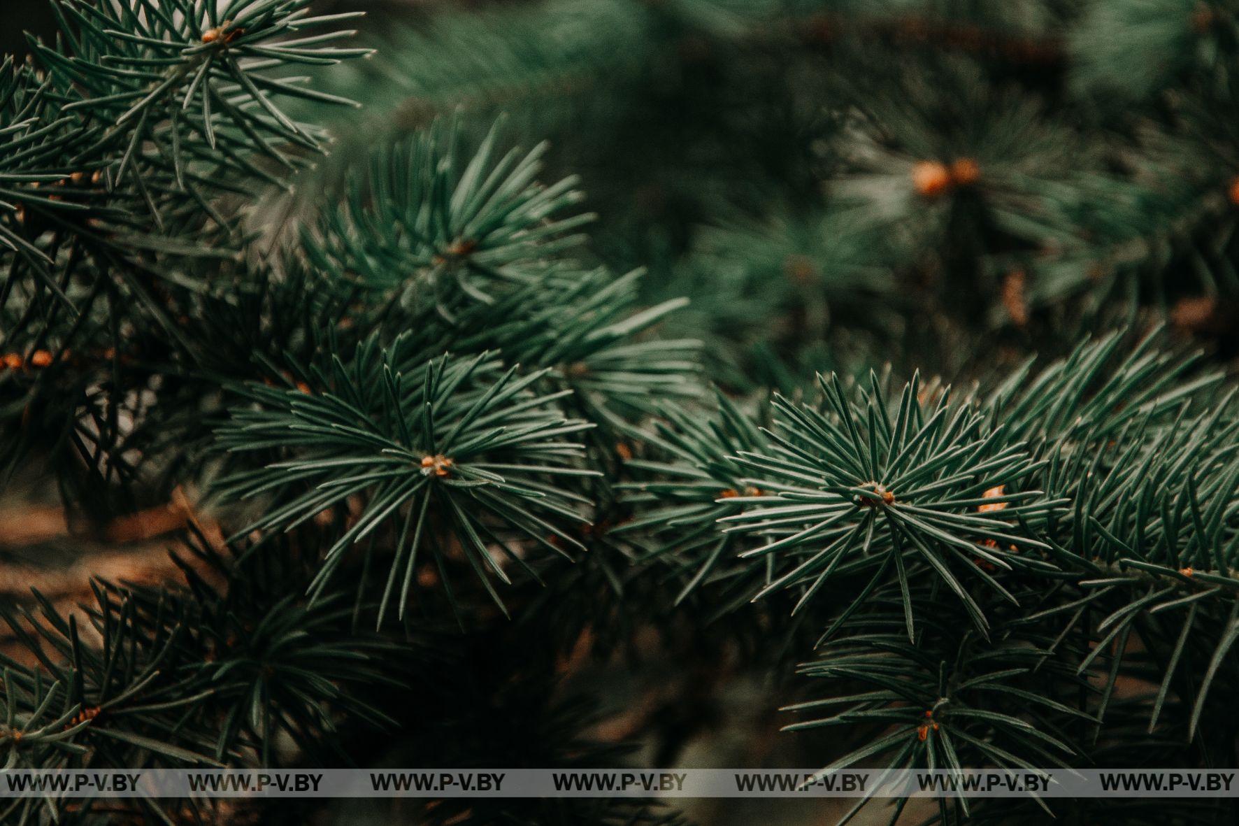 Где и как купить новогоднюю ель