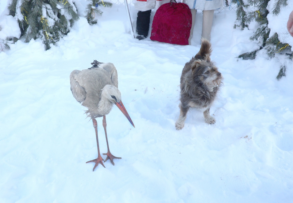 Жители агрогородка Сошно создали в своем дворе сказку и выхаживают аиста