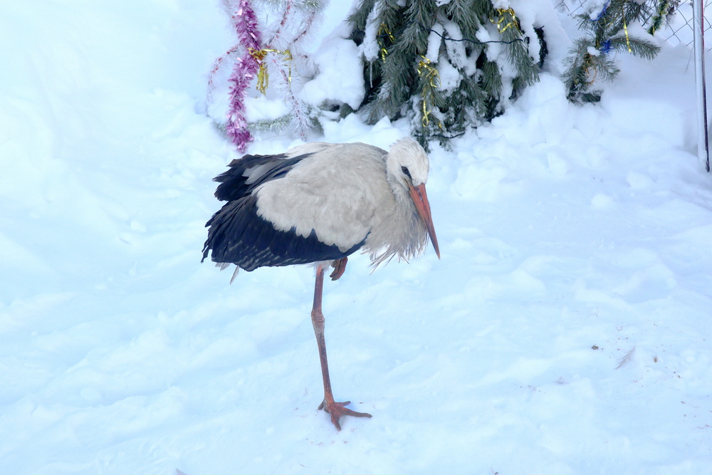 Жители агрогородка Сошно создали в своем дворе сказку и выхаживают аиста