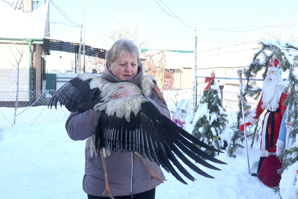 Жители агрогородка Сошно создали в своем дворе сказку и выхаживают аиста