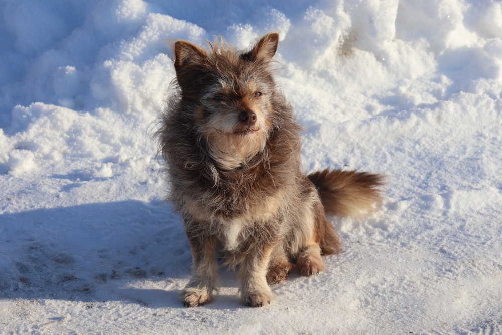 Жители агрогородка Сошно создали в своем дворе сказку и выхаживают аиста