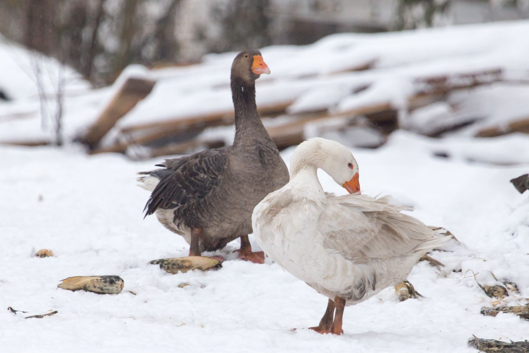 Народны каляндар: хавай нос у апанасаўскi мароз