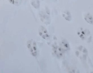 Зачем волки протаптывают тропы к человеку?