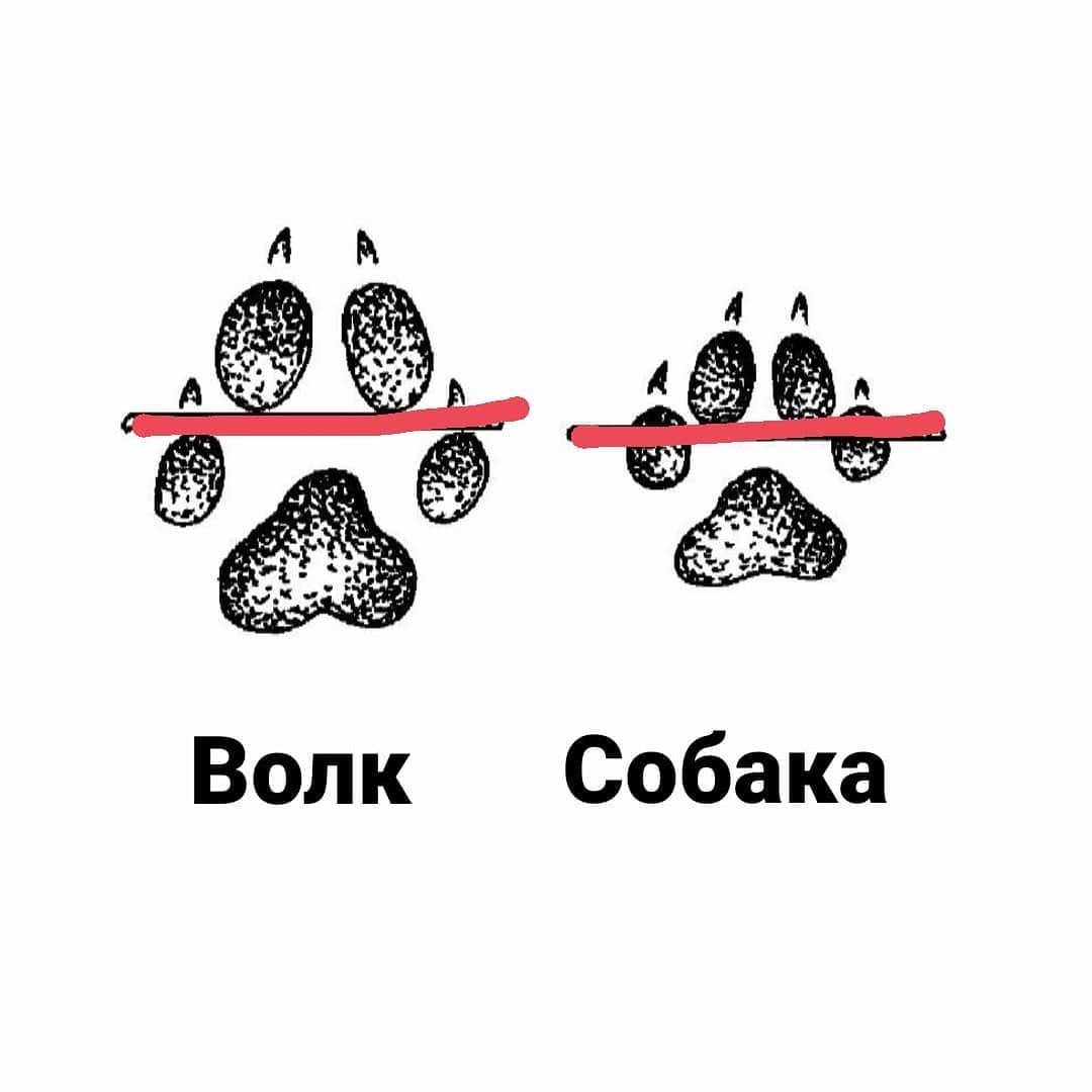 Зачем волки протаптывают тропы к человеку?