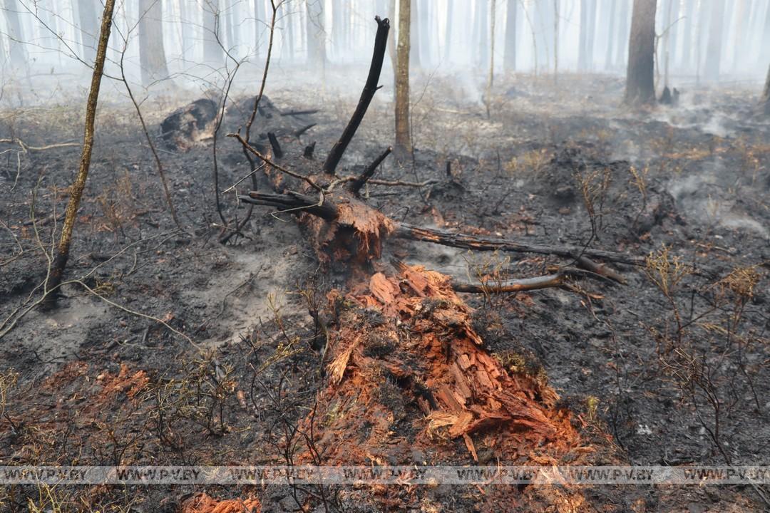 В Сошненском лесничестве Пинского лесхоза продолжается ликвидация крупного пожара