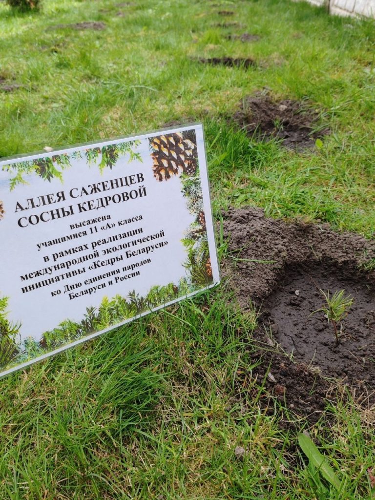 Старшеклассники средней школы № 6 заложили аллею кедров