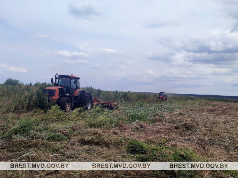 В Пинском районе уничтожили 55 тонн дикорастущей конопли