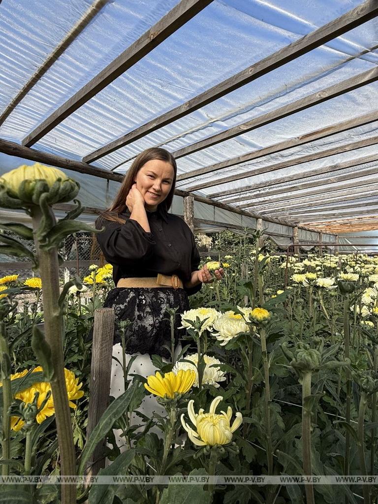 Семейное дело: как выращивают хризантемы в Вишевичах