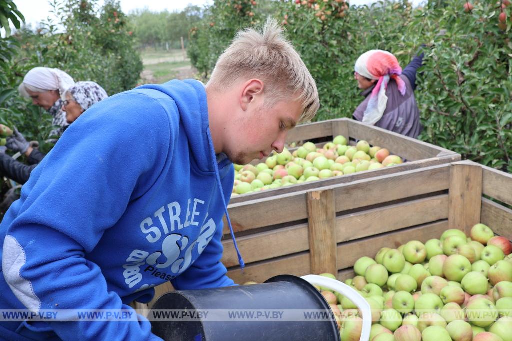 Урожай на загляденье: в саду ОАО «Почапово» убирают яблоки