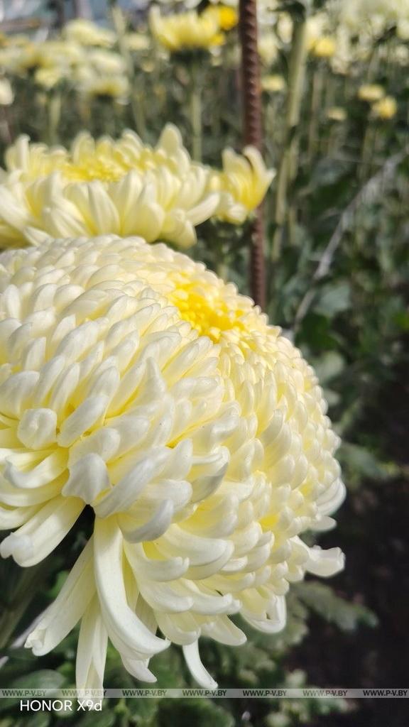 Семейное дело: как выращивают хризантемы в Вишевичах
