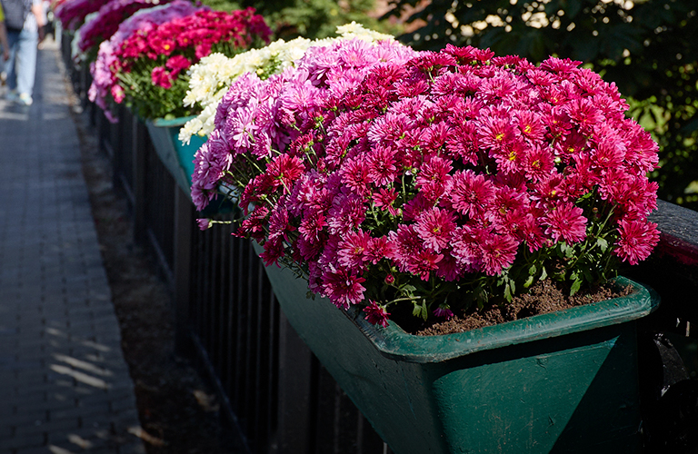 В Пинске пьяный мужчина напал на пенсионерку и разгромил цветочный прилавок В Пинске пьяный мужчина напал на пенсионерку и разгромил цветочный прилавок