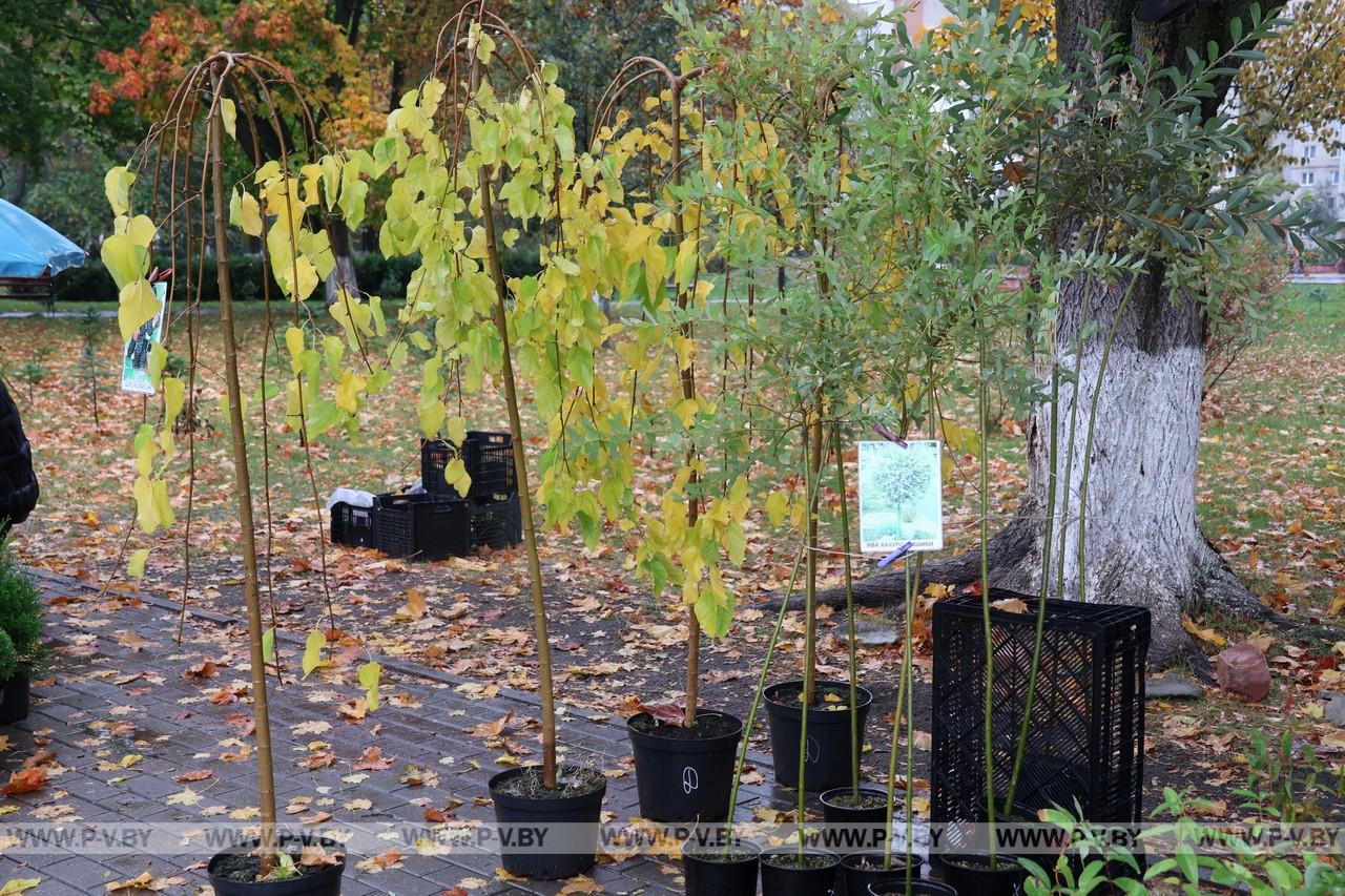 Урожай пинских огородников на ярмарке