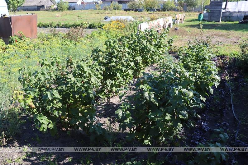 Огородное мастерство Аллы Островской из Любеля
