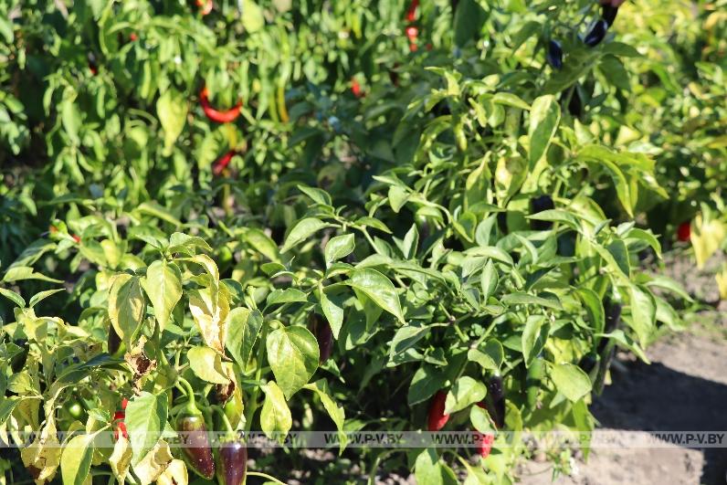 Огородное мастерство Аллы Островской из Любеля