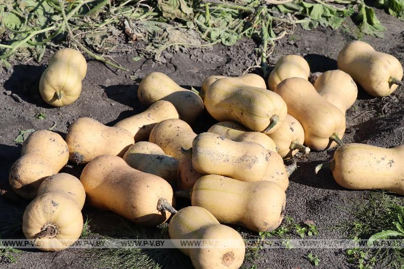 Огородное мастерство Аллы Островской из Любеля