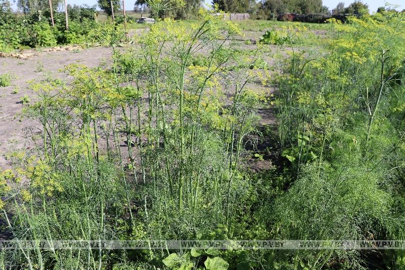 Огородное мастерство Аллы Островской из Любеля