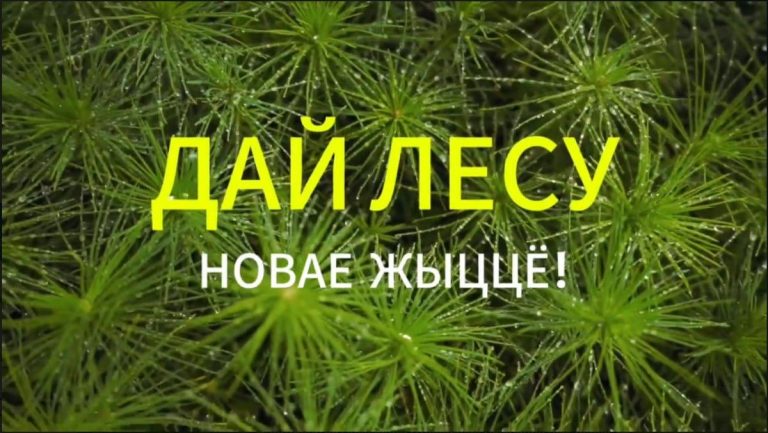 Акция «Дай лесу новае жыццё!» Акция «Дай лесу новае жыццё!»