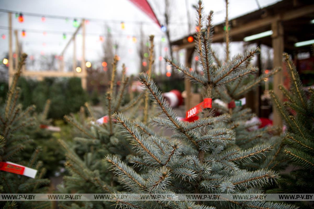 20 декабря в Пинске откроются елочные базары